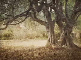 Ancient-olive-tree